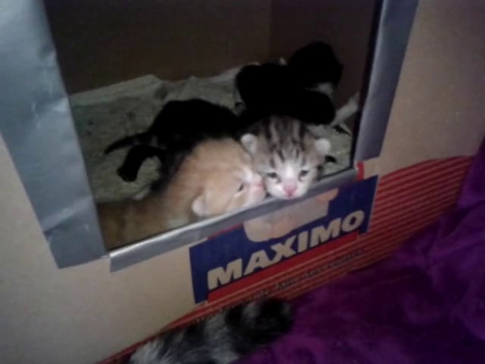 Chatons Luna/Drago 15 jours - la "vache" sort du carton