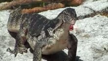 Monitor Lizard