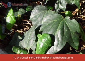 Malatya Son Dakika Haber