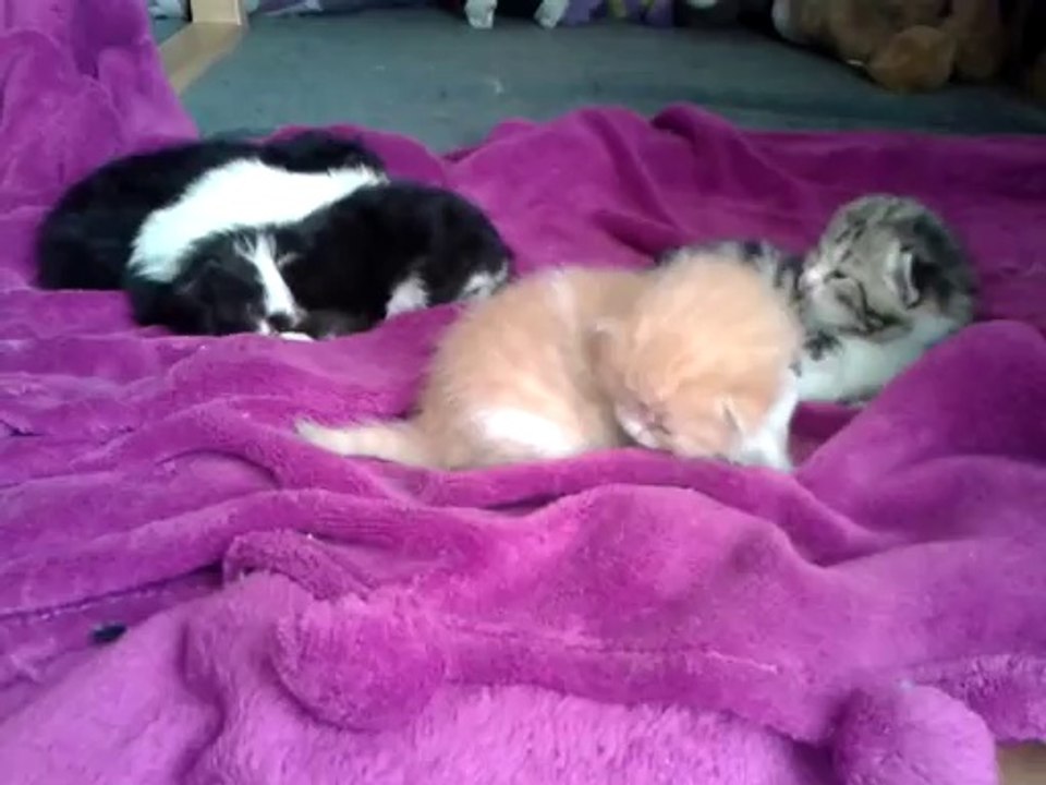 Chatons Luna/Drago 20 jours - tranquiles sur le plaide