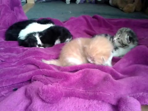 Chatons Luna/Drago 20 jours - tranquiles sur le plaide