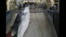 World Court orders halt to Japan's scientific whaling
