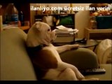 Televizyon izleyen köpek