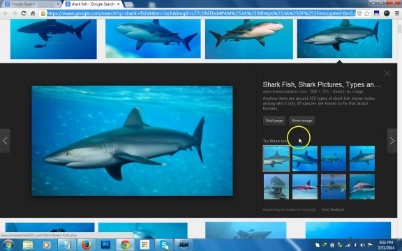 How to do Google Reverse Image Search|Reverse Image Search Google|Reverse Google Image Search?