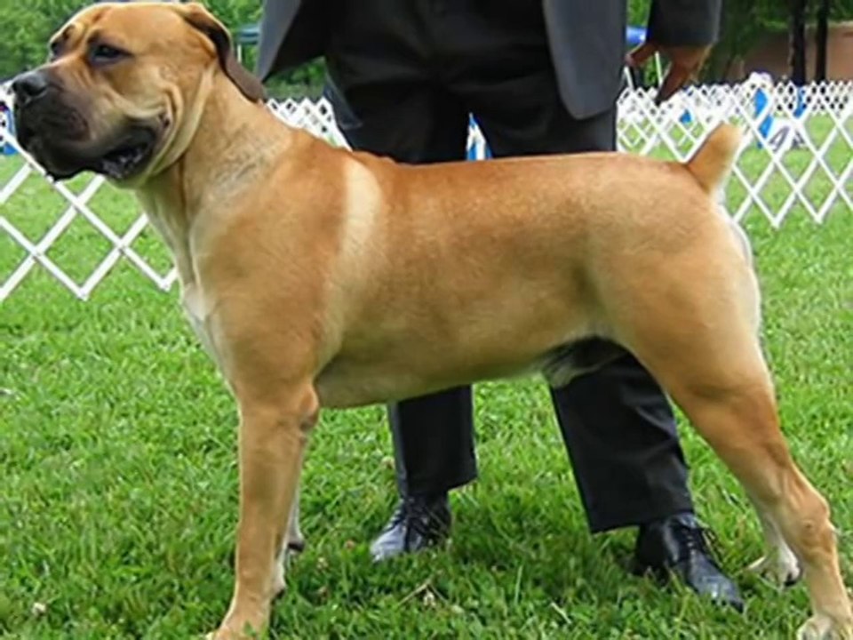 10 Perros peligrosos prohibidos