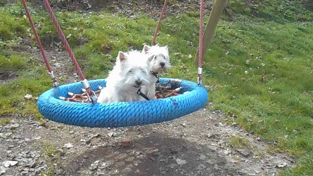 les filles sur la balancoire