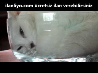 Maddenin Dördüncü Hali: 'Kedi Olmak'