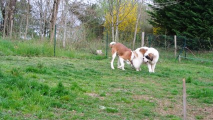 Fini la collerette !