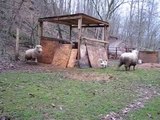 Sheep Has Identity Crisis as She Behaves Like a Dog