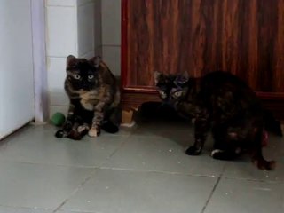 Elba et Elka en Août 2009