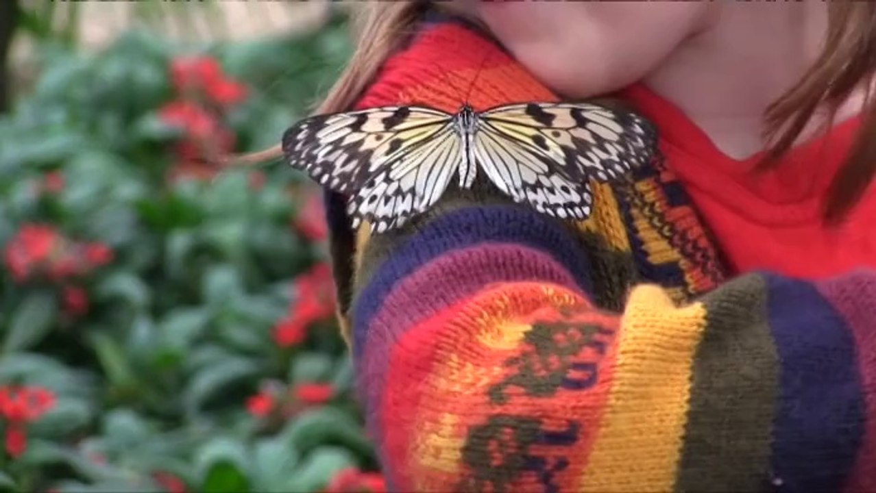 Niños y mariposas celebran la llegada de la primavera en el Museo de Historia Natural