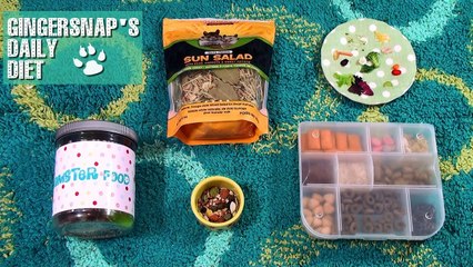 Gingersnap's Daily Diet (Roborovski Hamster)