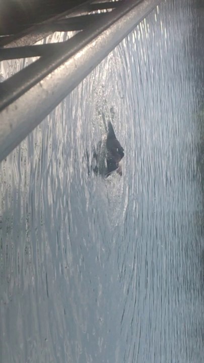 Duck fight