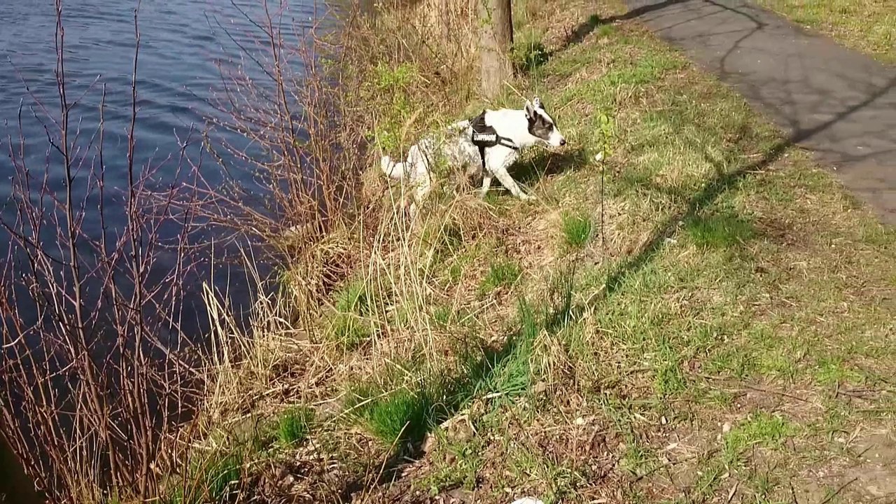 Dina, Kessy, Nora, Kira und Sammy