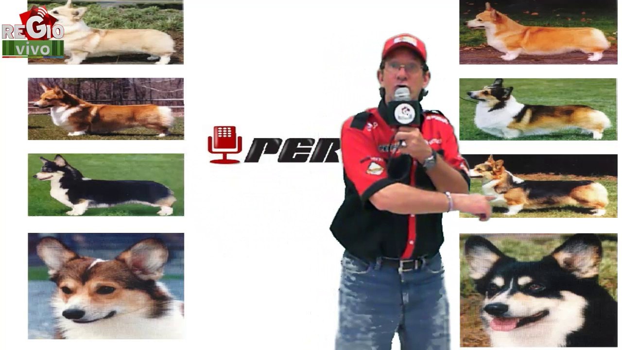 PERROS AL AIRE 29 DE MARZO DEL 2014