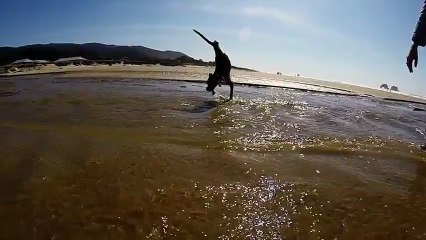 Video- Two Legged Boxer Goes To The Beach - A Funny Video on KillSomeTime