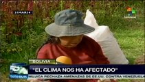 Fenómenos climáticos han afectado cultivos de papa en Bolivia