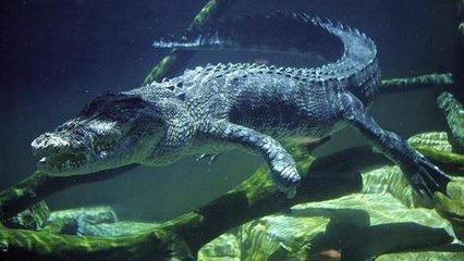101 East - Killer crocs