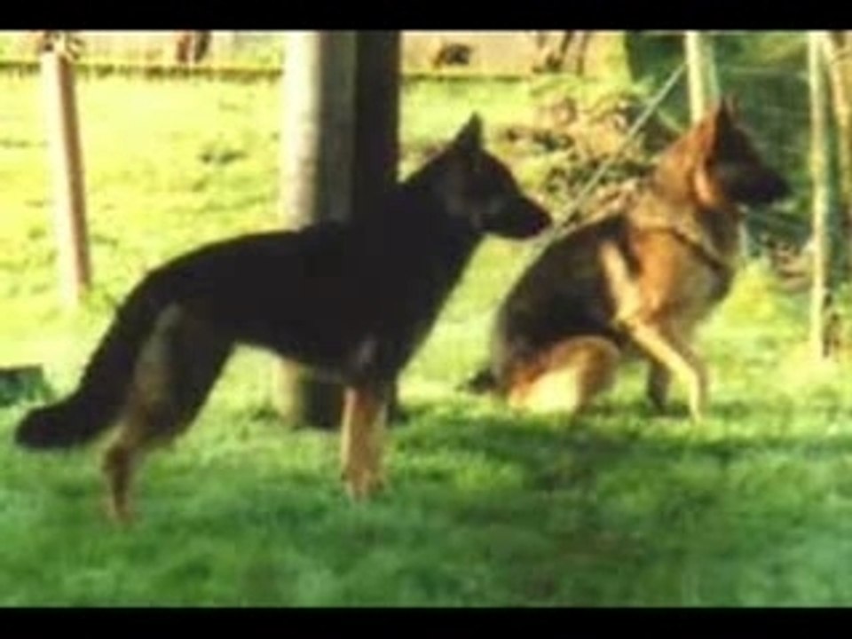 Mes 2 chiens Roc et Alk.
