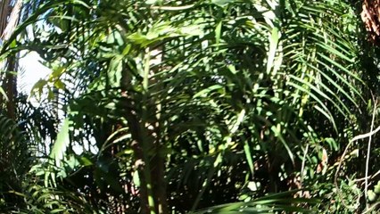 P4010001 des poules qui dorment en pleine nature en grimpant sur un arbre à letchis, une forêt de palmiste et autres