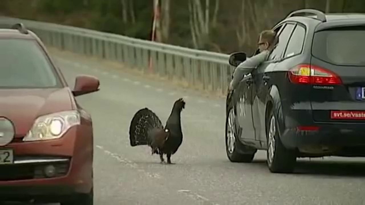 Swedish News Reporter Is Attacked By Angry Wood Grouse
