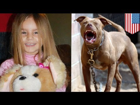 Pitbull attack: 4 year old girl dies after being mauled by vicious dog 3 times her size