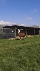 Un Lama sauteur qui va illuminer votre journée! Hilarant...