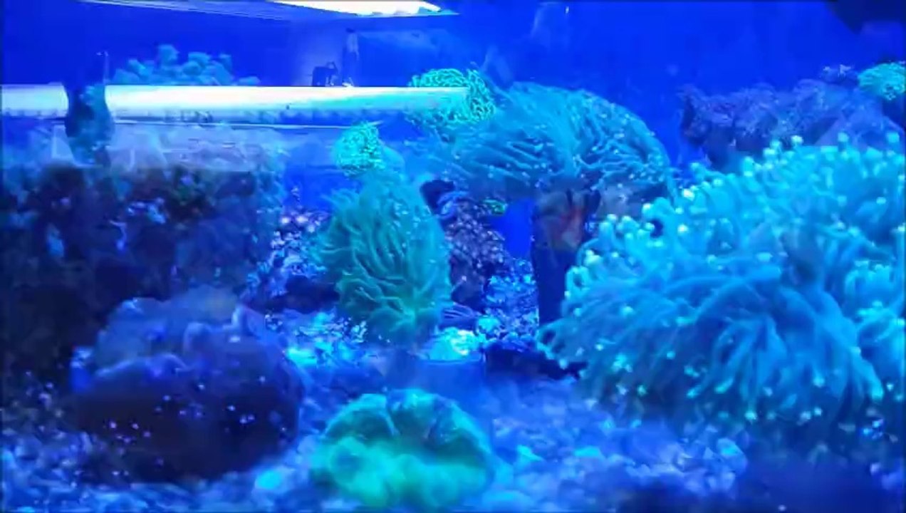 DENİZ AKVARYUMU CANLILARI SATIŞI  www.marineakvaryum.com