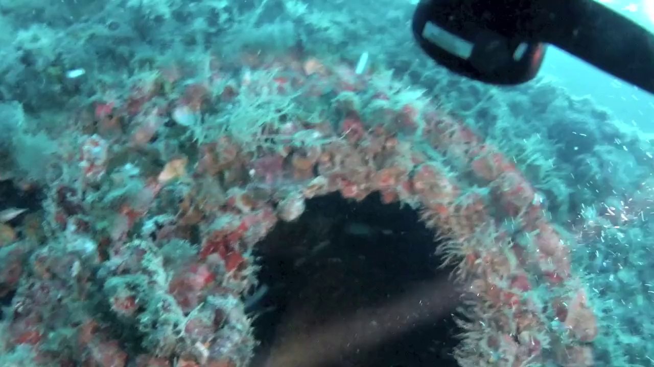 Diving the Captain Dan Wreck