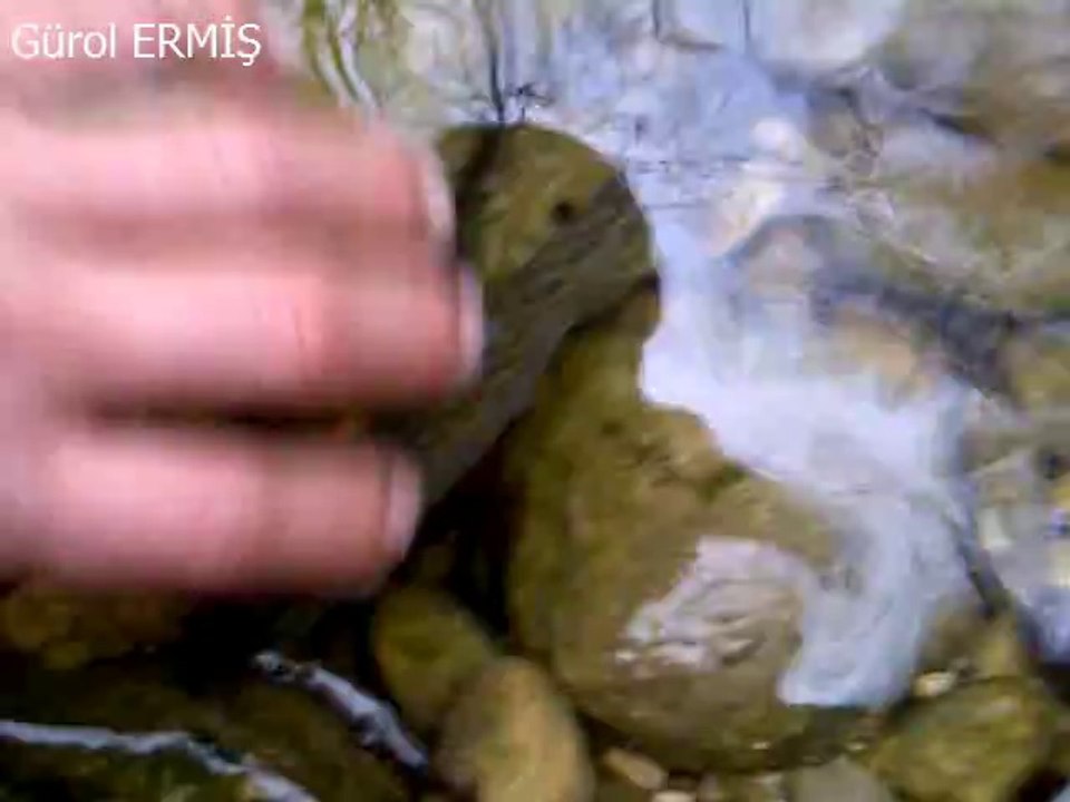 Gökkuşağı Alabalık Avı Gürol ERMİŞ