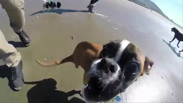 Un chien à deux pattes batifole à la plage