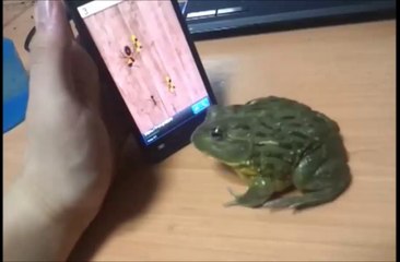 Kandırılan Kurbağanın İntikamı Acı Oldu