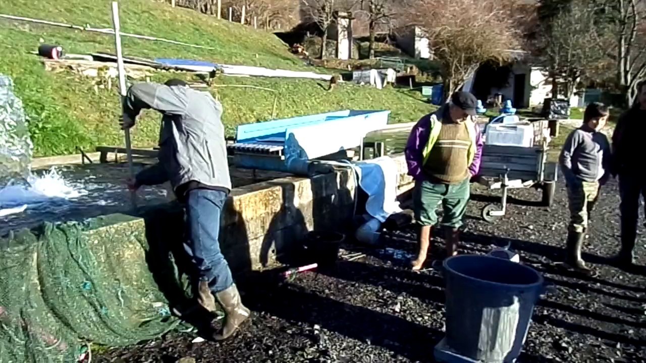 Lâché de truites Farios 2014