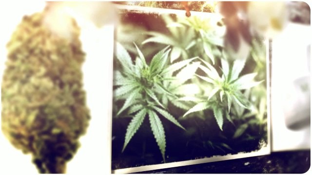 Medical Marijuana Dispensaries