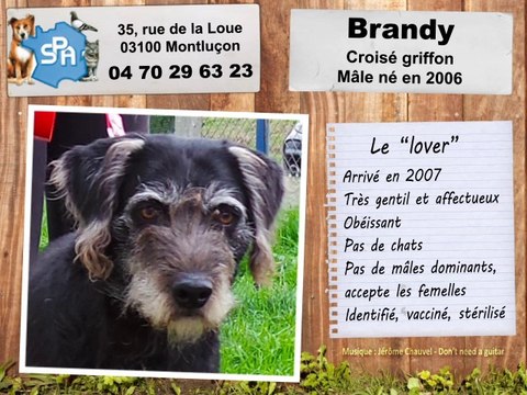 Brandy, croisé griffon : adopté