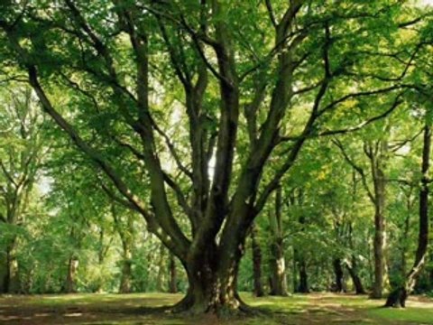 yol üstünde karakol