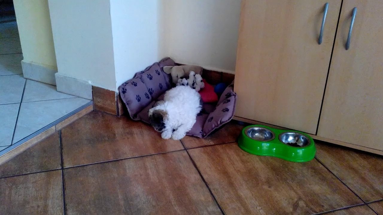 Renáta furulyázik, Paca kíséri