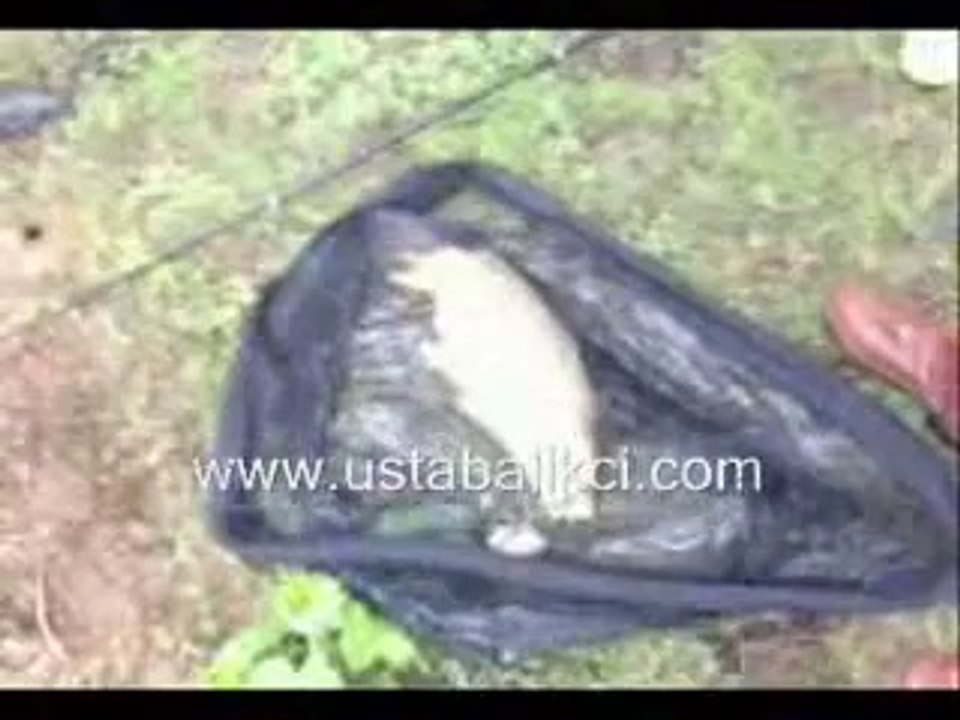 Sazan Avı Yakalama Anı Gürol ERMİŞ