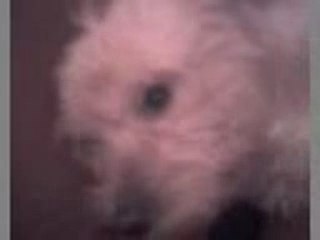 dora mon chien à moi