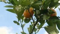 Tiny pest puts squeeze on US oranges