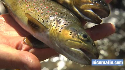 La pêche à la truite dans le Mercantour