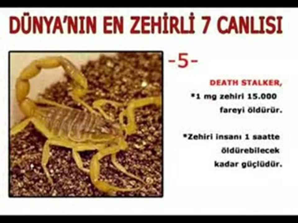 Dünyanın En Zehirli Hayvanları