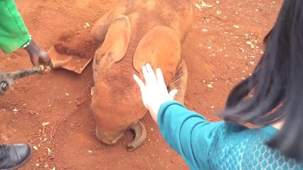 Elephant Gets Sunscreen Protection at Wildlife Trust