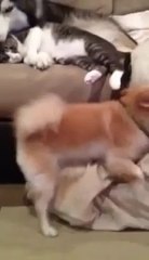 Awww, How Cute... Oh Wait...