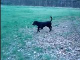 Yok au bois bois petite musique ou comment un chien terrorisé devient un dominant rigolo.