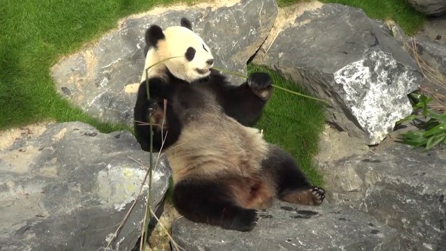 Pairi Daiza : les premières images des pandas!