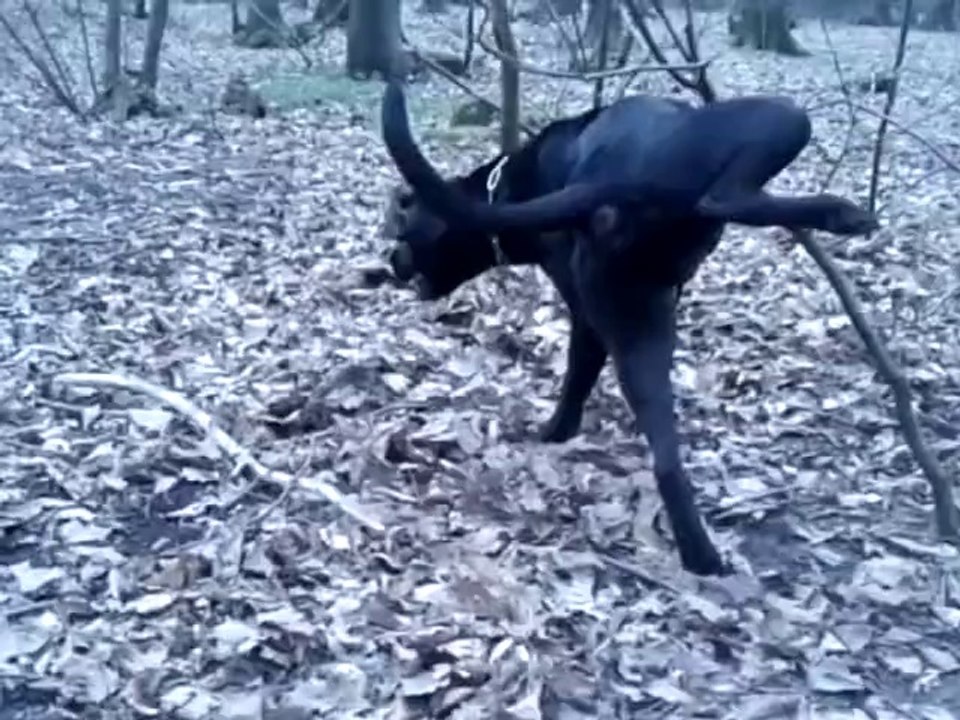 Comment un chien de 23 kilos terrorisé par tout est devenu 10 ? kilos après, Yok soi même, le caïd du bois de V!
