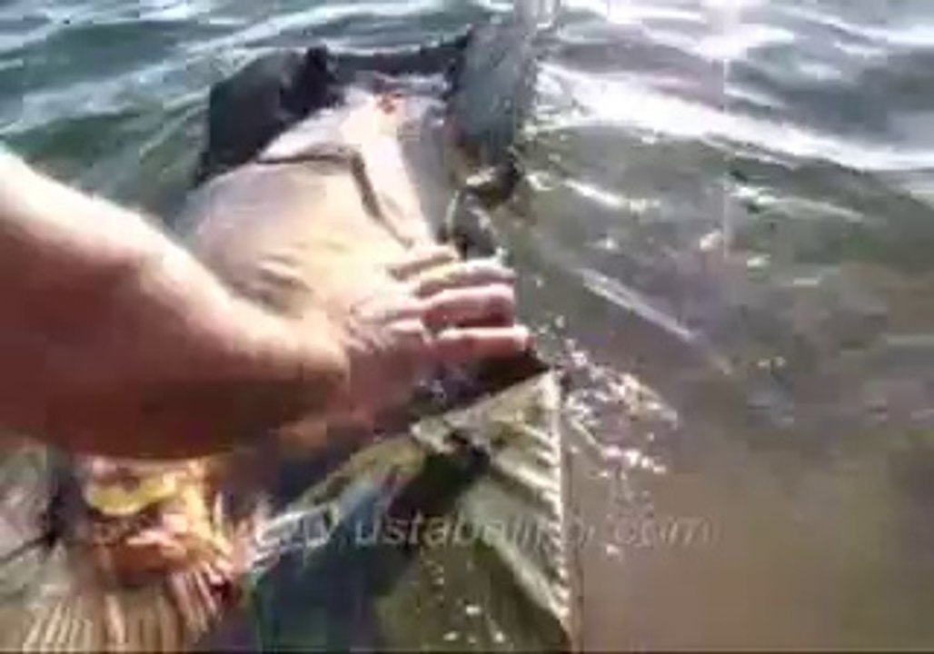 Sazan Avı 21 Kg Aynalı Yakalama ve Bırakma Gürol ERMİŞ