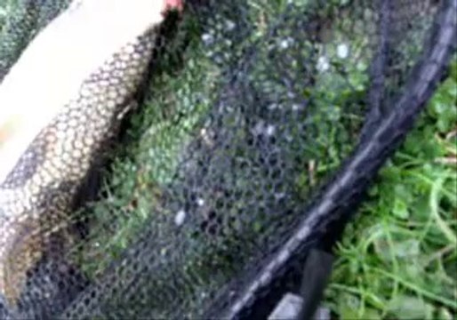 Sazan Avı Gürol ERMİŞ