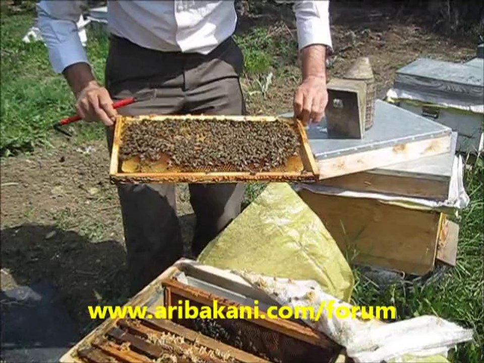 Eylülde 2 çıta bölünen arılar, 1 nisan 2014